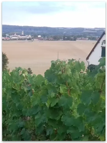 domaine-viticole-la-sarthe